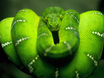 green snake