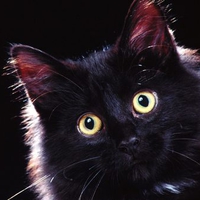 Black Cat (Halloween)