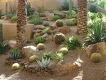 Arizona Cactus Garden