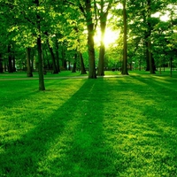 Green Forest