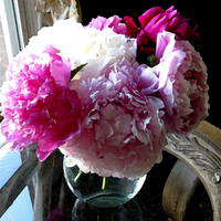 Peonies in Watercolor