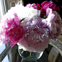 posterized peonies in vase