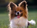 Cute Papillon