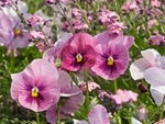 Pink Pansy Garden