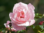 Pink Rose