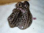 Cuddly Baby Bengal Kittens