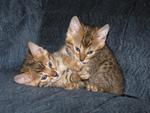 Cute Kittens