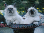 Kittens in the birdbath