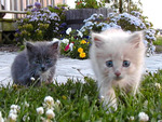 Kitties in the garden