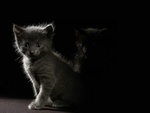 Kittens in the dark