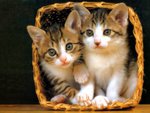 Kittens in a basket