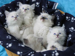 Basketful of kittens