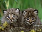 New Born Bobcat Kittens