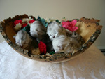 Newborn Kittens