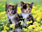 Kittens amid the flowers