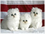 3 White Kittens