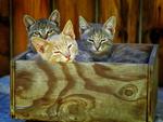 Three Little Kittens