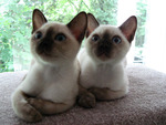 Tonkinese Kittens