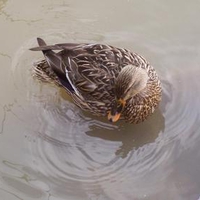 Duck Swimming in Stream