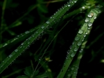 Wet grass