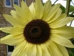 Sun Flower