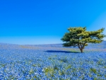 Hitachi Seaside Park
