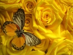 âœ¿âŠ±â€¢â•®Yellow Petalsâ•­â€¢âŠ°âœ¿