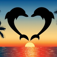 Dolphin Love