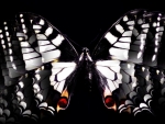 Black and White Butterfly