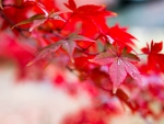 Beautiful red leaves