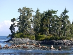 Stella Seals off Telegraph Cove 1
