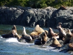 Stella Seals at Telegraph Cove 2