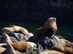 Stella seals at Telegraph Cove 3