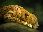 Leopard