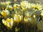 Yellow crocus