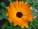 A Pretty Orange Flower