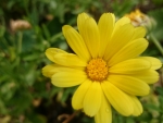 A Beautiful Yellow Flower