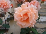 A Peach Rose