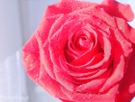 Red rose