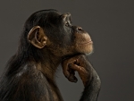 Thinking monkey