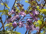 Blossom of the Jacaranda