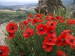Red Poppies