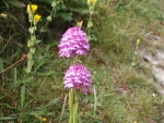Wild Orchid