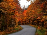 Autumn Road