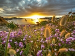 Sunset and Wildflowers