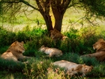 Lion naps
