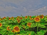 Sunflower field