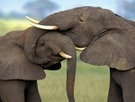 Elephant cuddle