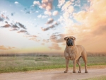 Mastiff