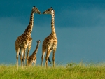 Giraffes